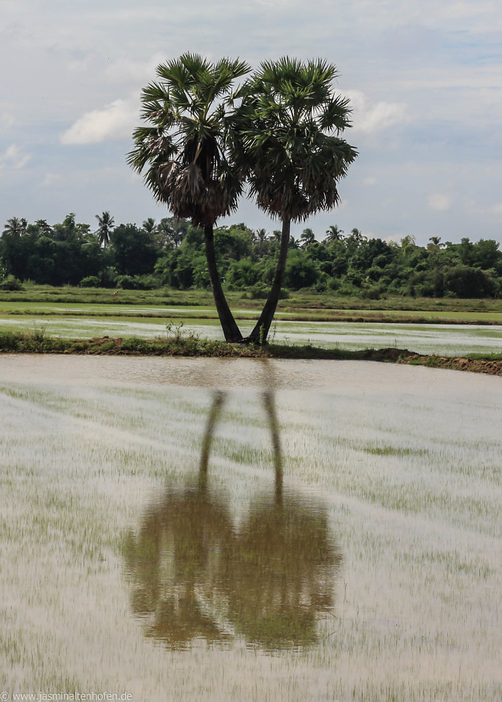 palm reflections