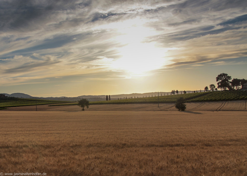 golden wheat