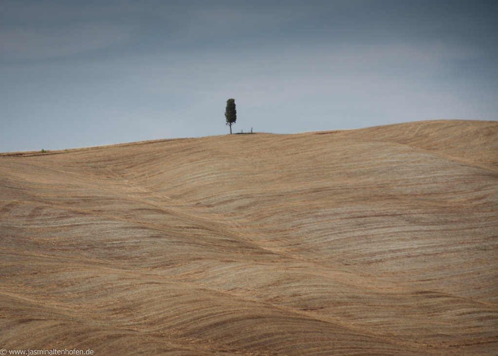 lonely tree