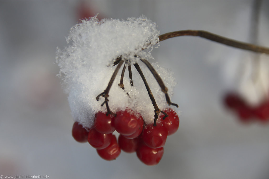 winter berries