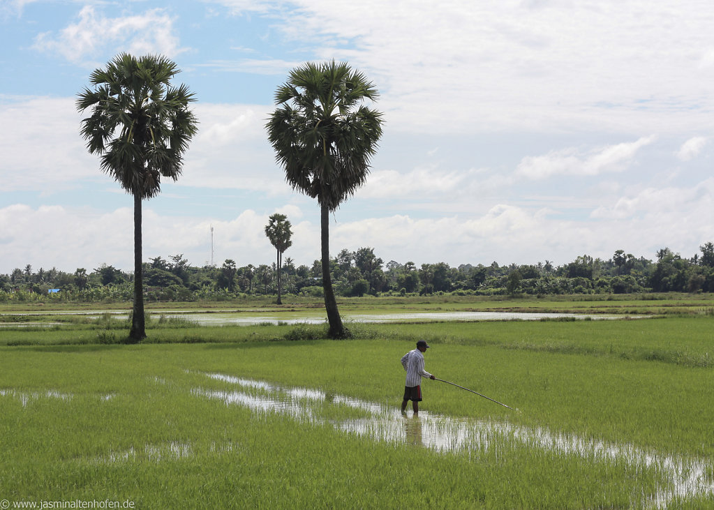 rice field routine