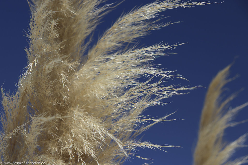 pampas grass